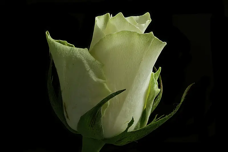 Rouwbloemen — Uitvaartzorg Ann Schillebeeckx